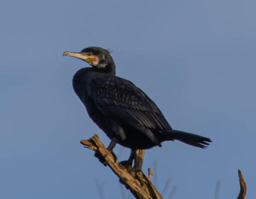 A cormorant resting on a branch.
