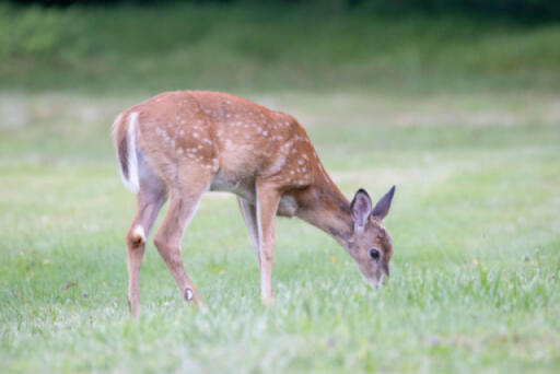 A Roe Deer walking through a field.