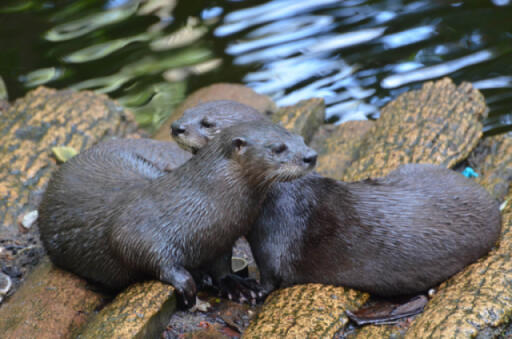 Two otters resting on a log.