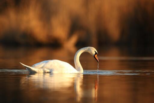 A swan grinding on the water.