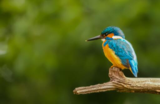 A kingfisher perched on a branch.