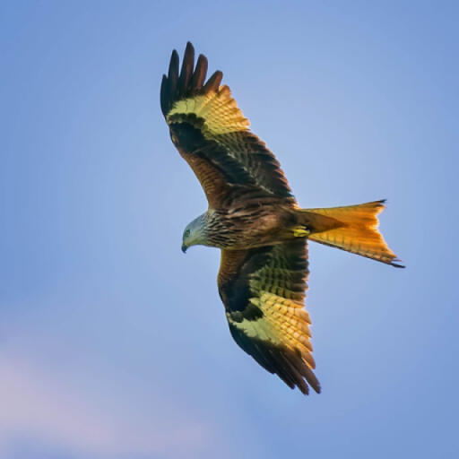 A Red Kite flying through the sky with its noticeable forked tail.