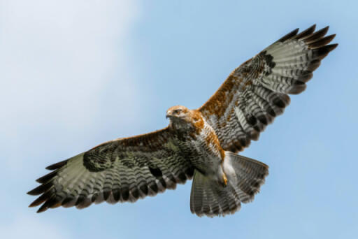 A Common Buzzard soaring through the sky.