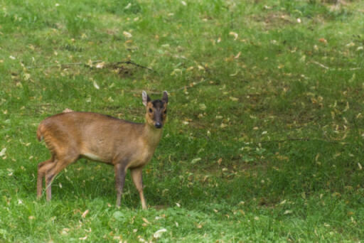 A Muntjac deer roaming a grass field.