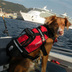 Crewsaver Petfloat Pet Buoyancy Aid on Dog